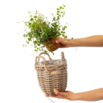 Hängande växtkorg med plast - 2 storlekar