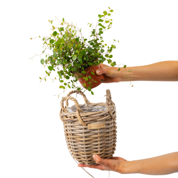 Hängande Växtkorg med plast - set med 2 storlekar